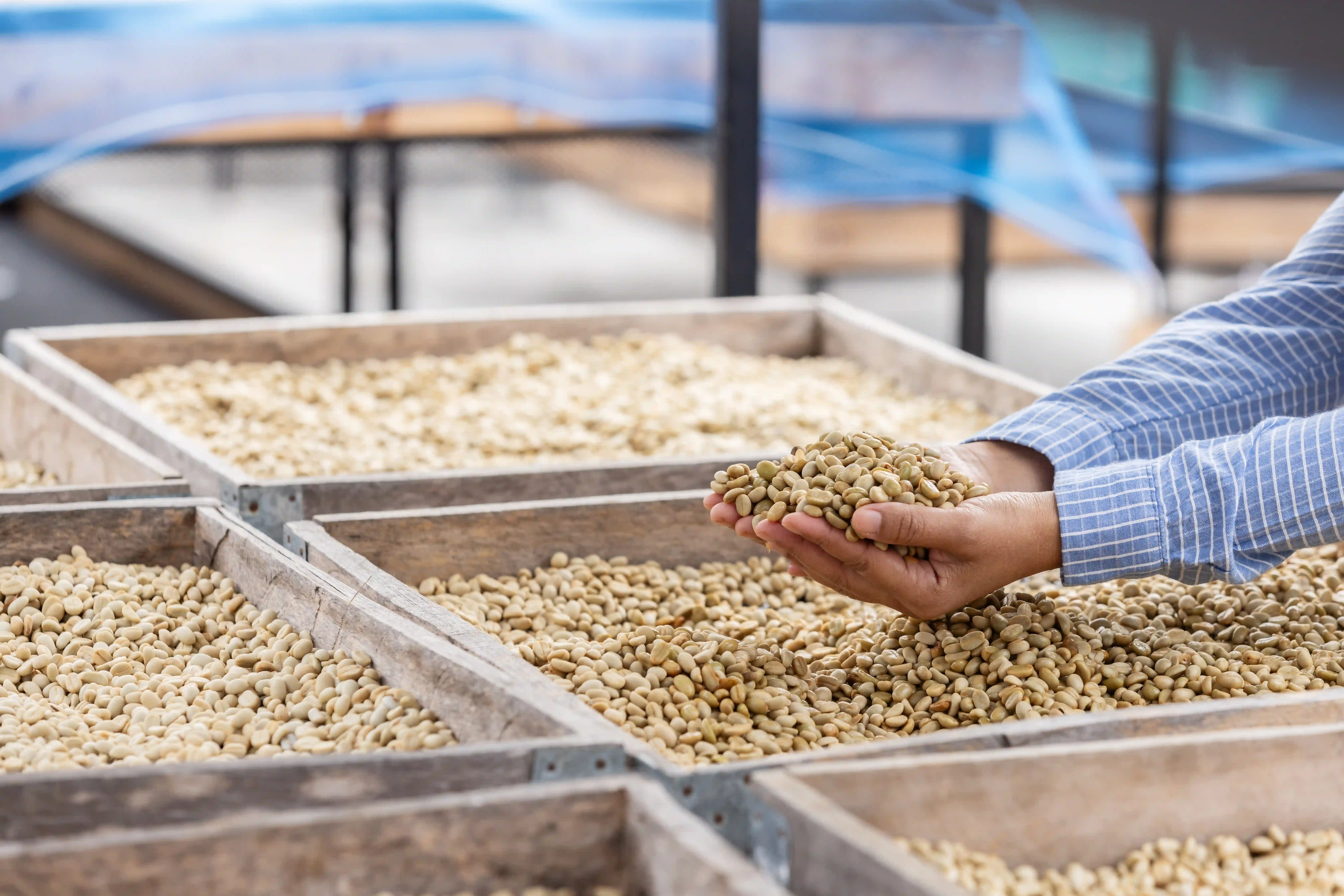 Ingeniería en Agroexportación